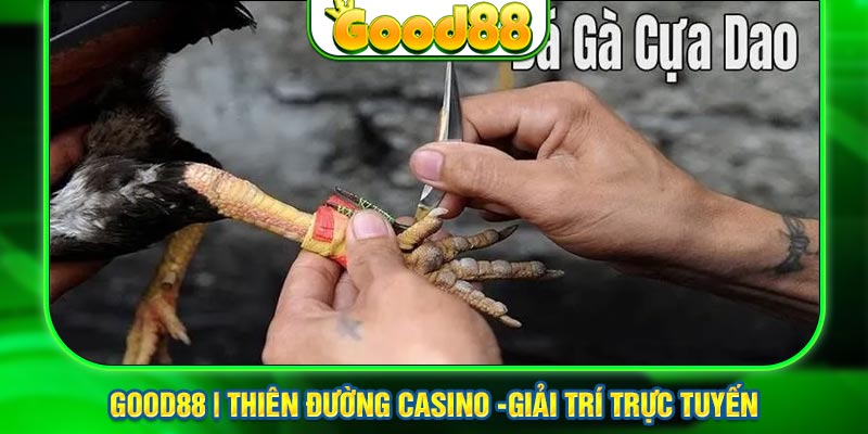 Đá Gà Cựa Dao Good888 - Tựa Game Thu Về Tiền Tỷ Đang Hot